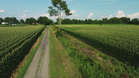 narrow path and lush green field of corn plantation during daytime