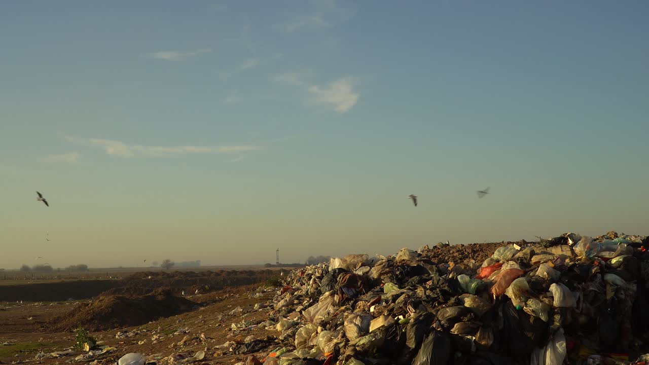 las gaviotas de cabeza gris sobrevuelan los desechos en un vertedero