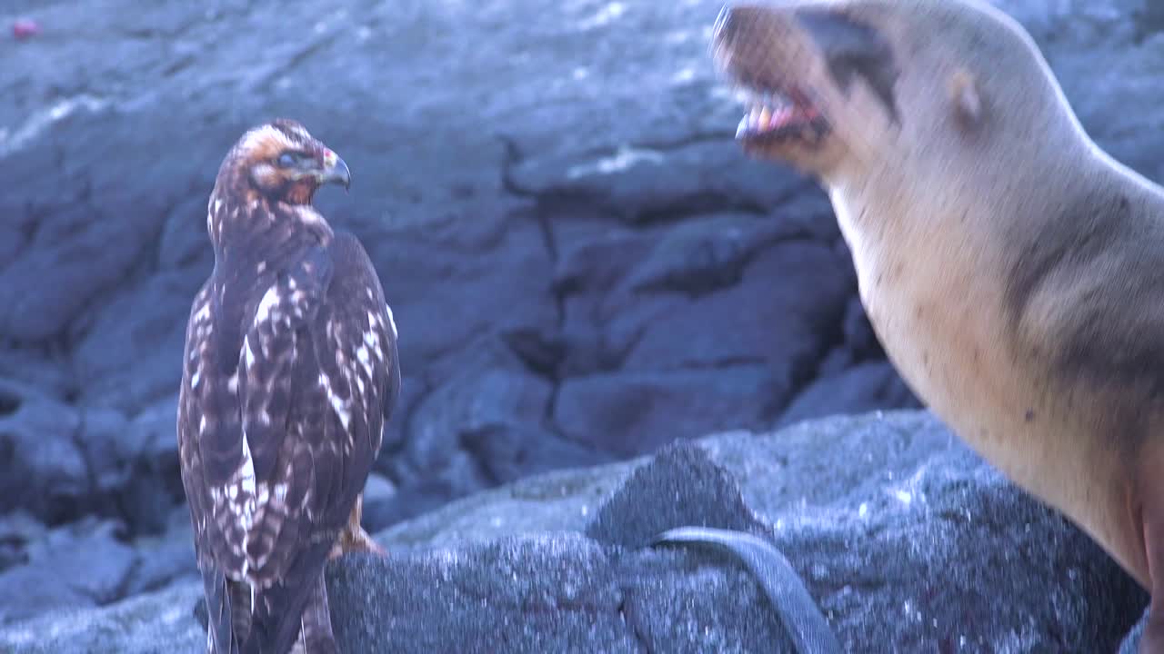 A sea lion and a hawk stand off over a dead iguana in the Galapagos Islands