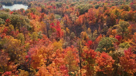 drone flight over a deciduous forest covered in vibrant fall colors near a lake