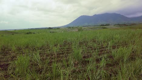 a jib shot of a sugarcane field with mountains beyond