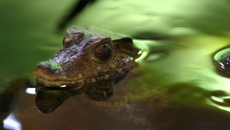 Baby-Kaiman-Makro-Wartet-Im-Bach-Auf-Beute