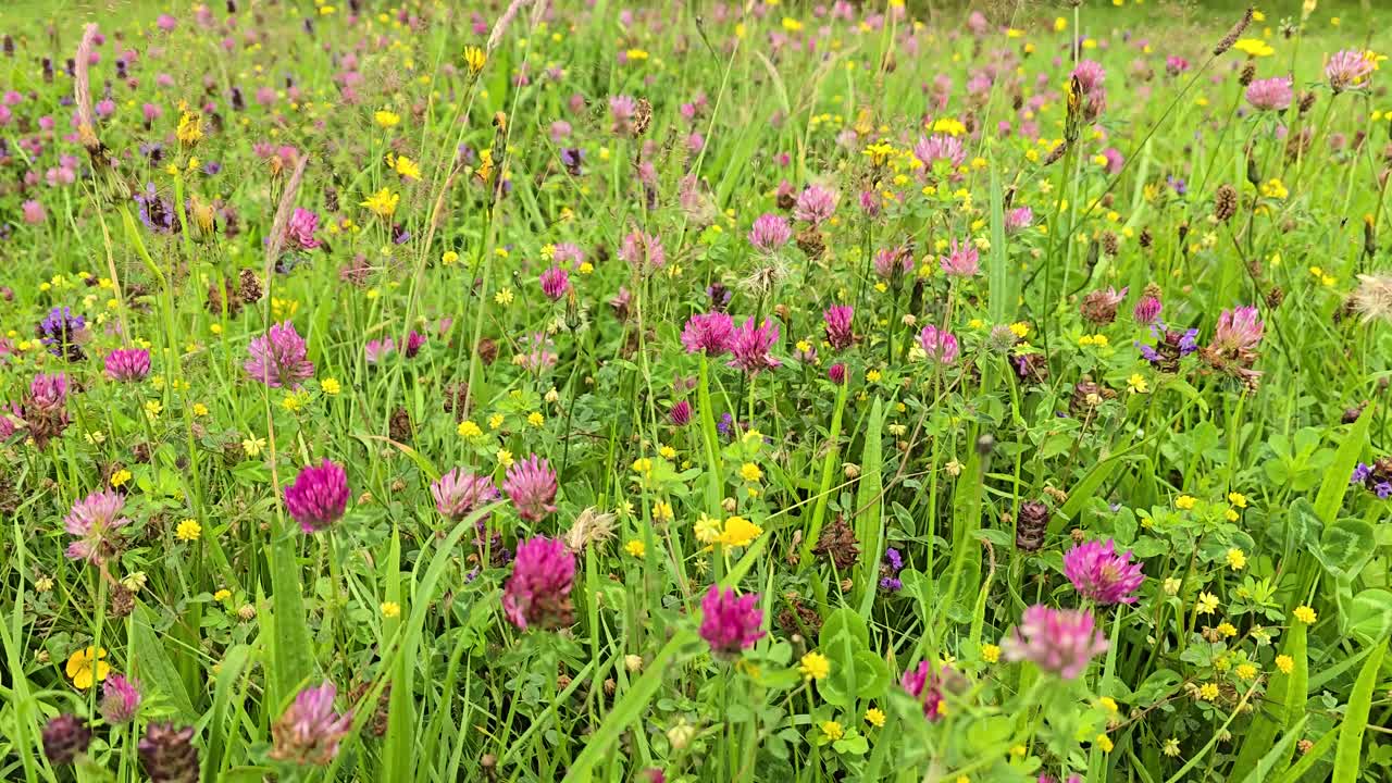 Wild flower meadow in Wales, UK. High biodiversity with, clover, buttercups, hawkweed, plantain, selfheal and many grasses. Static, with wind movement.