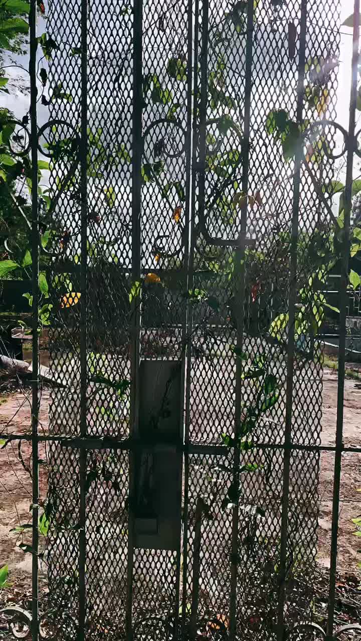 Old Metal Gate with Plants