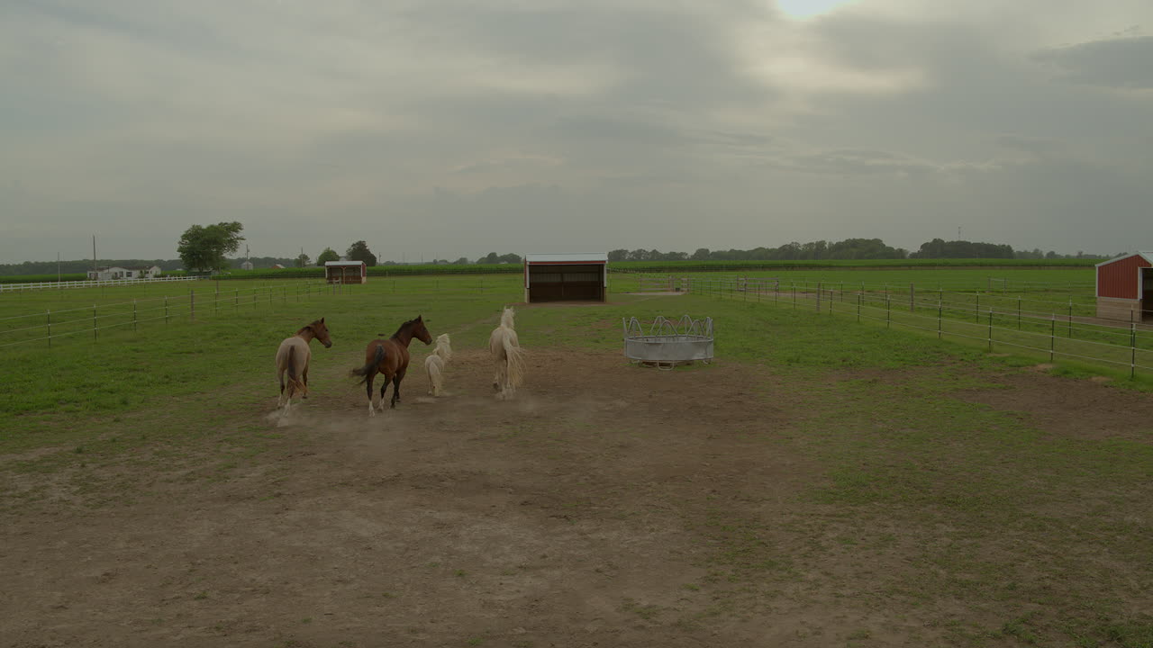 sobrevuelo de caballos y un pony en un rancho de caballos mientras vagan por el corral