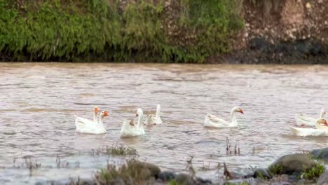 Ein-Schwarm-Weißer-Schwäne-Auf-Dem-Fluss