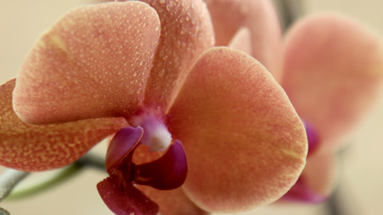 Orange sunset . (Stock Footage)