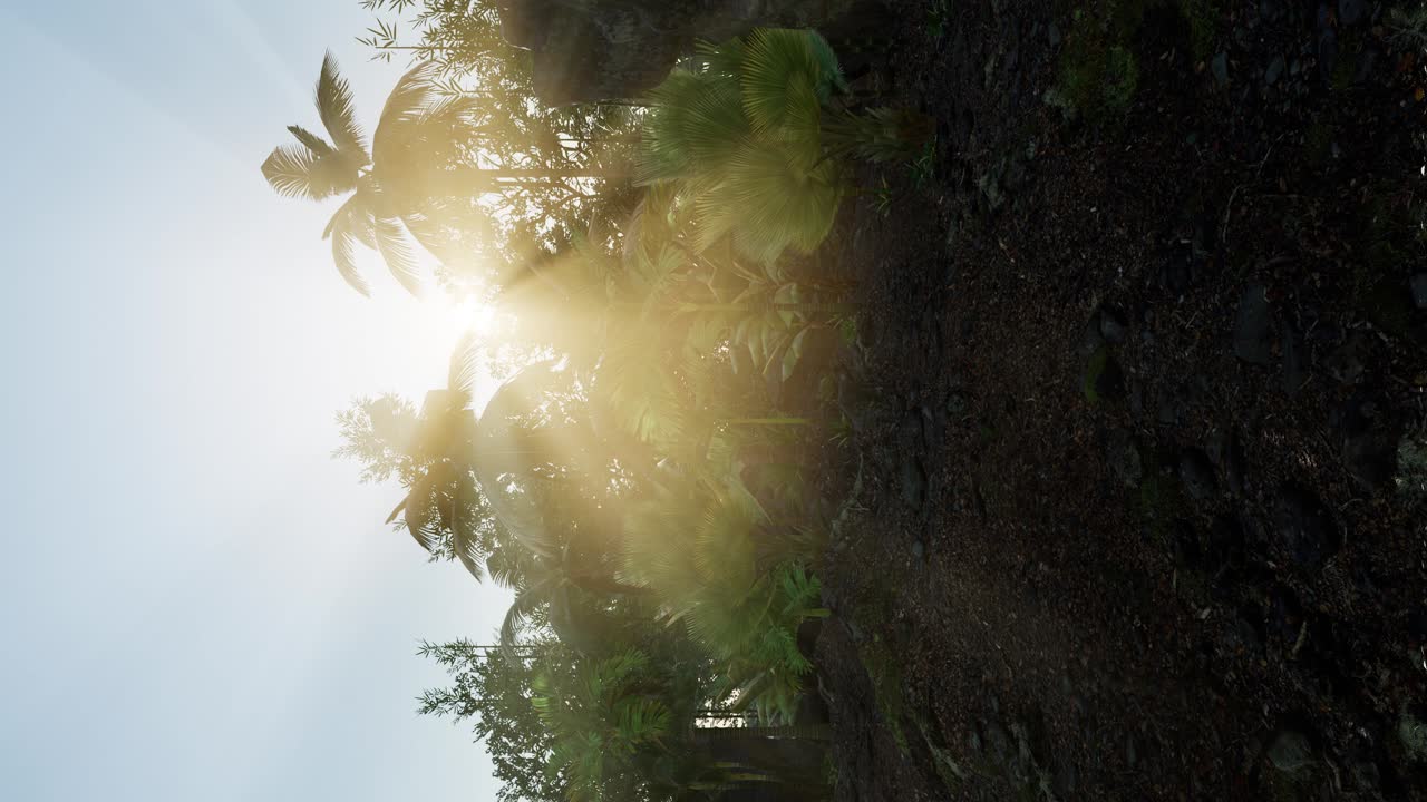 ヤシの木を通り抜ける夕日の光