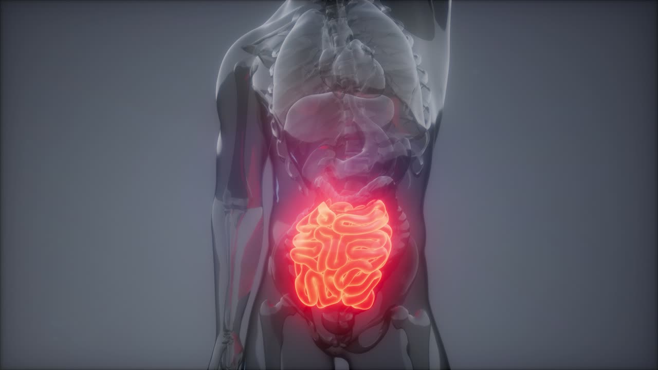 examen de radiología del intestino delgado humano