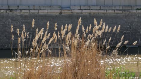 reeds in a river with a stone wall at the bottom of the clip