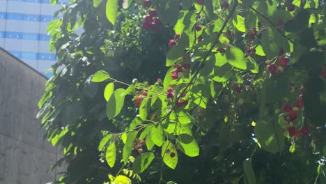 Sunlight-filters-through-green-leaves-with-red-berries-in-an-urban-garden