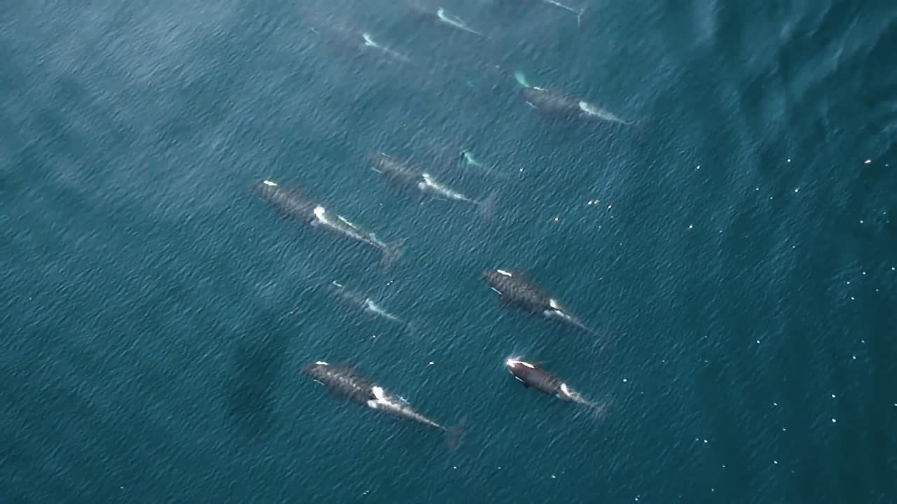 2010년대 바다에 사는 북부 거주 범고래 무리의 공중 헥사콥터 영상
