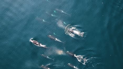 aerial hexacopter footage of a group of northern resident orca killer whales in the ocean 2010s