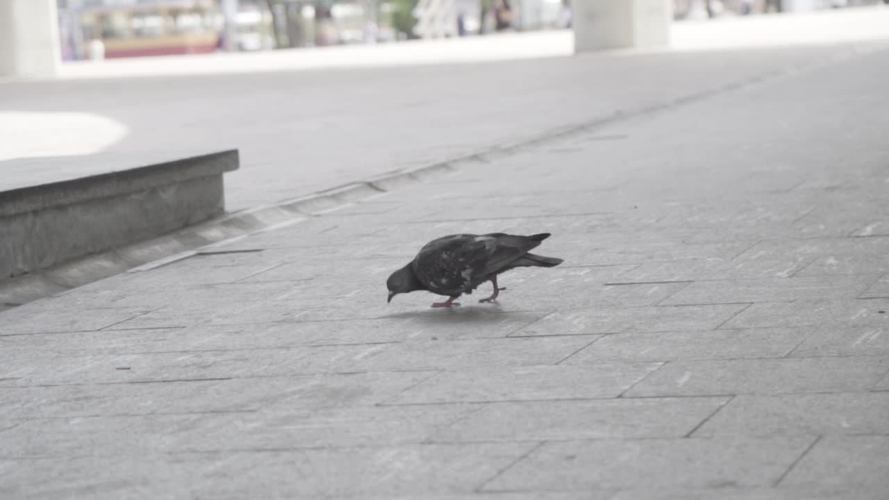 도시 산책로 에 있는 비둘기