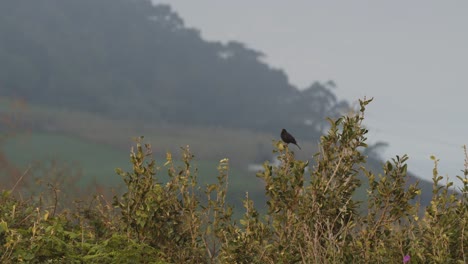 Pájaro-Negro-Encima-De-Una-Rama