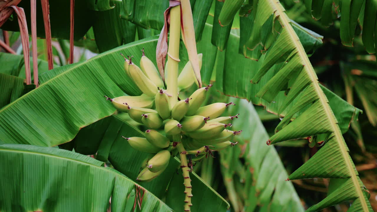Close up of green bananas growing on a banana tree in Golfe Juan, France