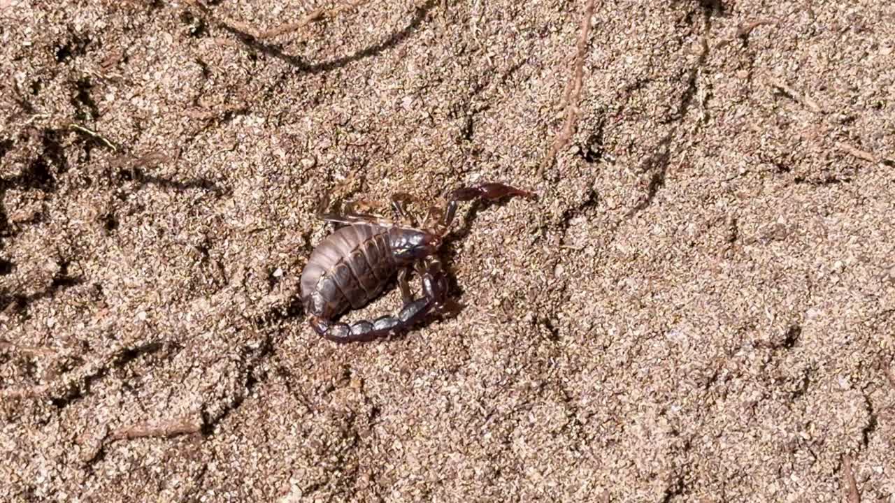 Gravid scorpion moves slowly over sunlit sand, captured in steady overhead close-up perspective