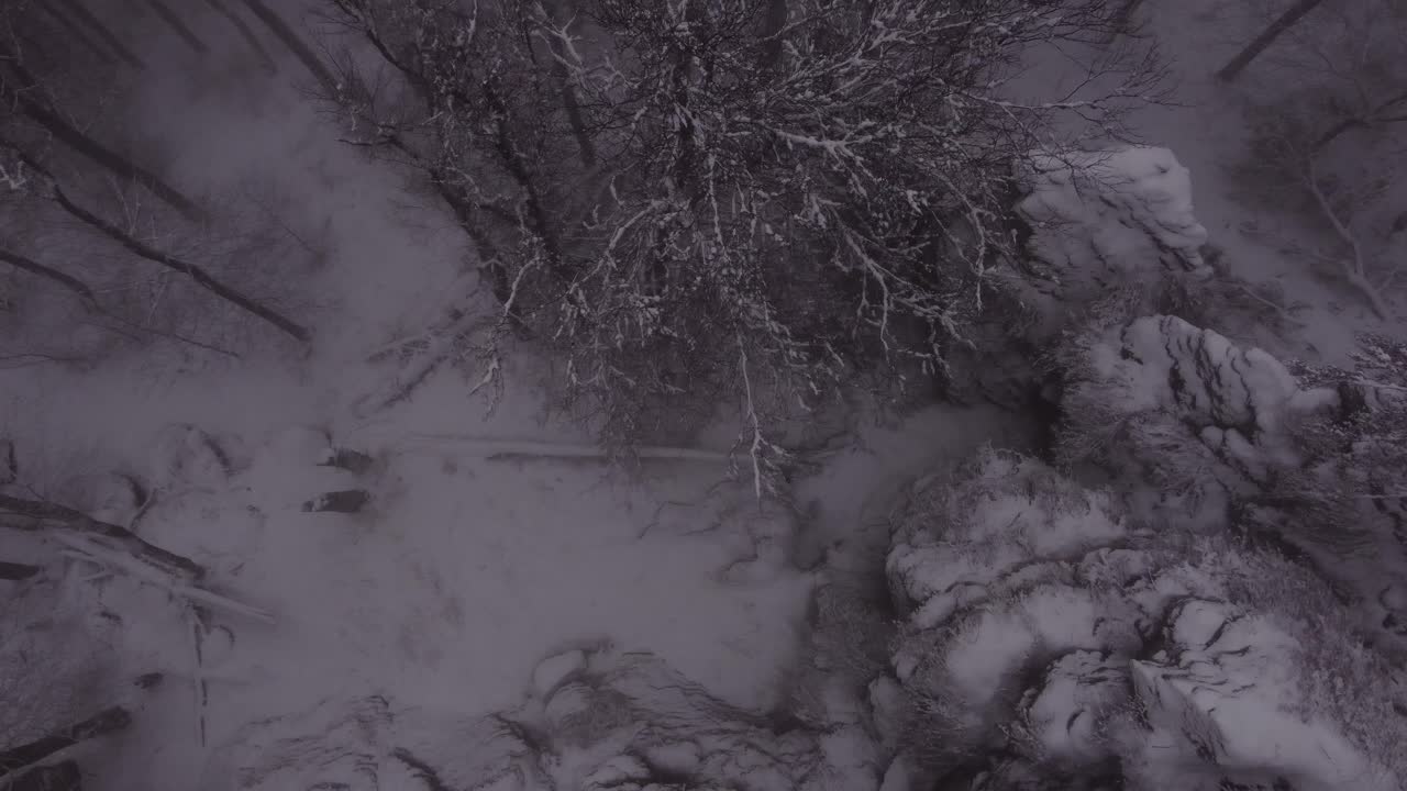 눈으로 덮인 어두운 안개 숲