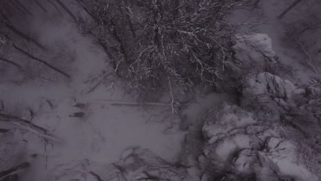 dark fogy forest covered with snow
