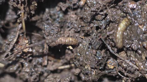 closeup of soldier fly larvae, hermetia iluscens, creeping into the mud inside a compost bin