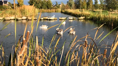 A-swan-family-swims-on-a-lake-on-a-sunny-day