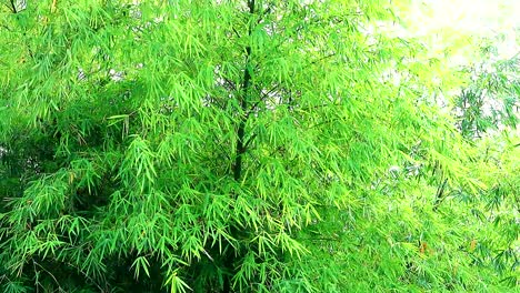 árboles de bambú soplados por el viento