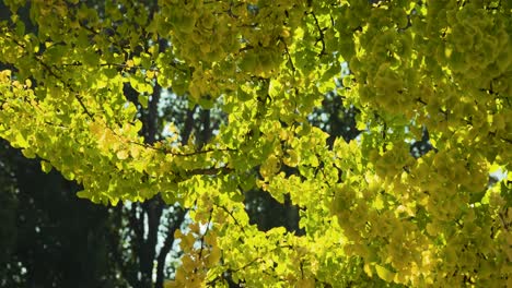 Fall-colors-on-yellow-trees-in-a-park-in-Boise,-Idaho-on-a-warm-day