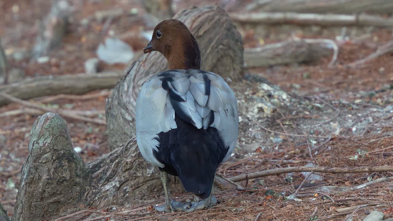 A male Australian Wood Duck (Chenonetta jubata) standing on a natural, earthy ground covered with leaf litter and small branches, close up shot