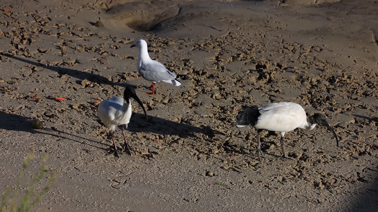 모래 해변 에서 상호 작용 하는 메일 과 이비스