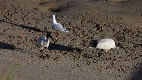 la gaviota y el ibis interactuando en una playa de arena