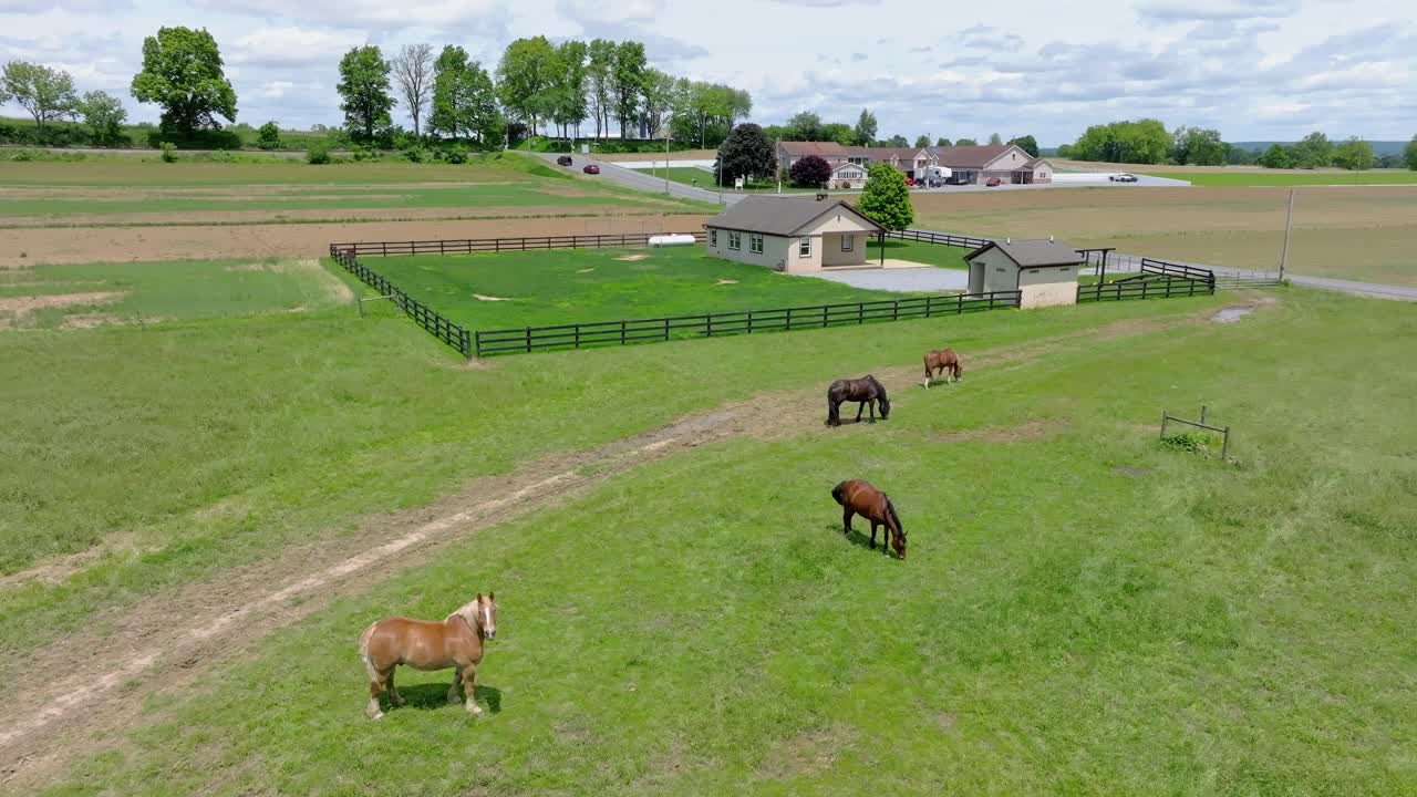 In an aerial view of a rural setting, horses roam freely and graze on lush green grass near a charming Amish one room school house. The landscape features expansive fields