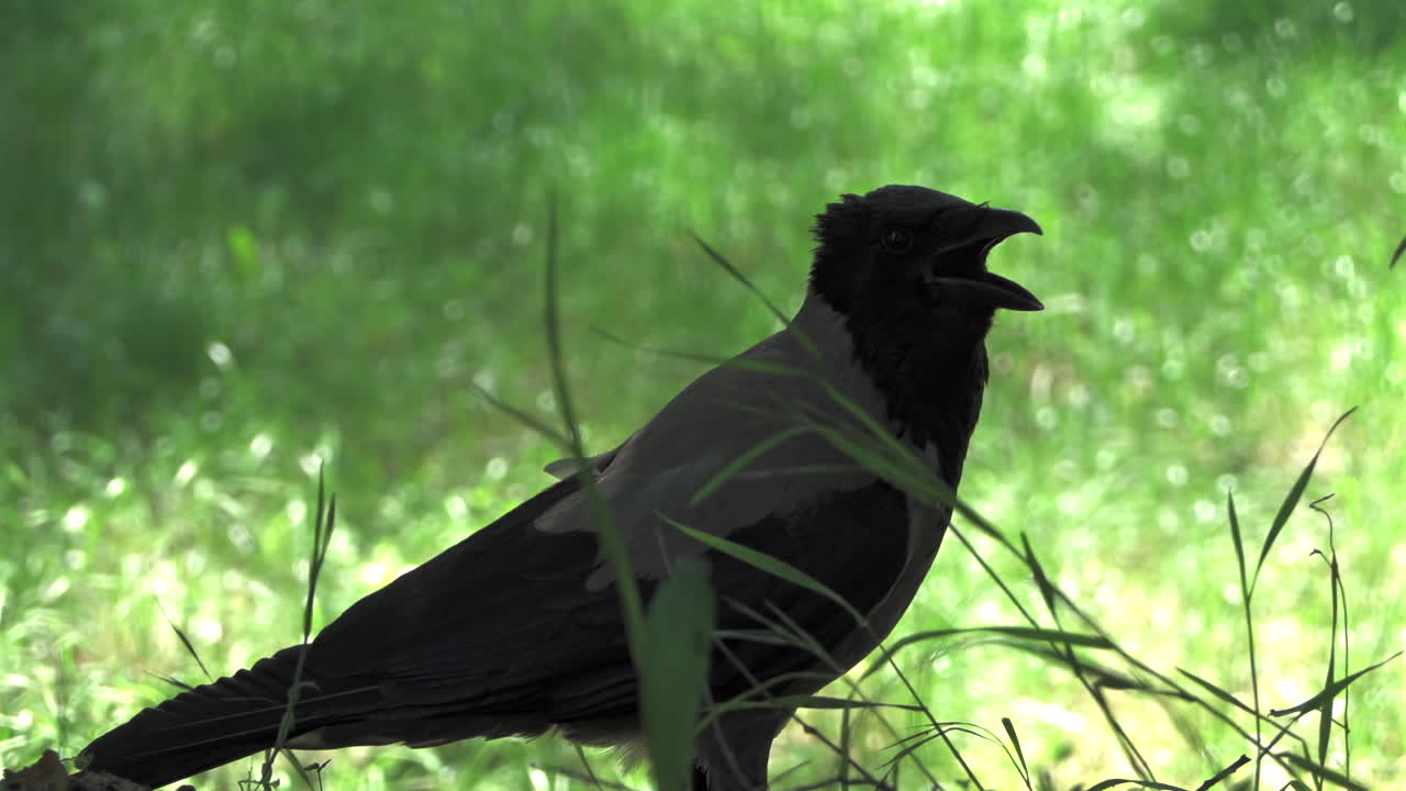 Close up of a crow moving and looking through the grass
