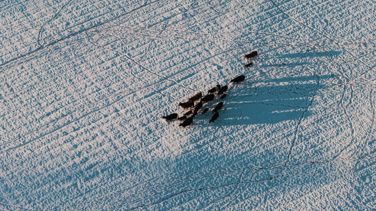 A drone tracks a group of cows as they walk across a snow-blanketed field in South Georgia. Captured during a rare snowfall event, showcasing a serene rural winter landscape.