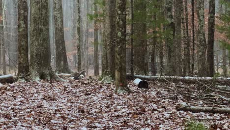 The-start-of-a-nor'easter-snowstorm-with-slow-motion,-gentle-snowfall,-far-into-a-beautiful-pine-forest