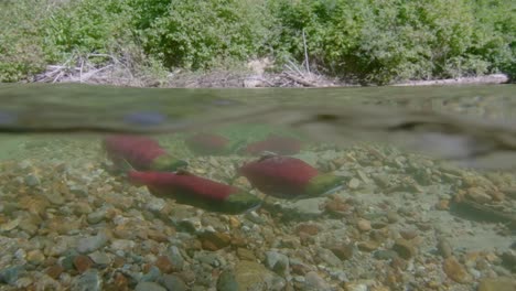 sockeye salmon spawning underwater