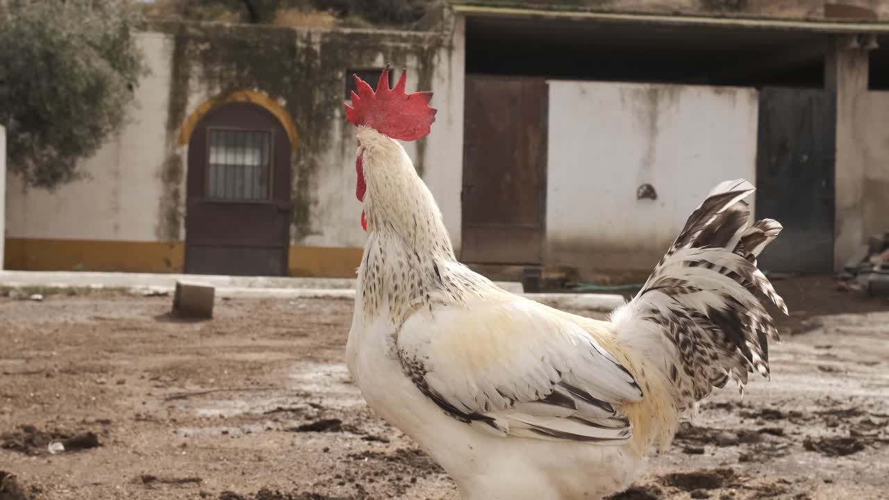 Rooster confidently strutting through a sunny farmyard