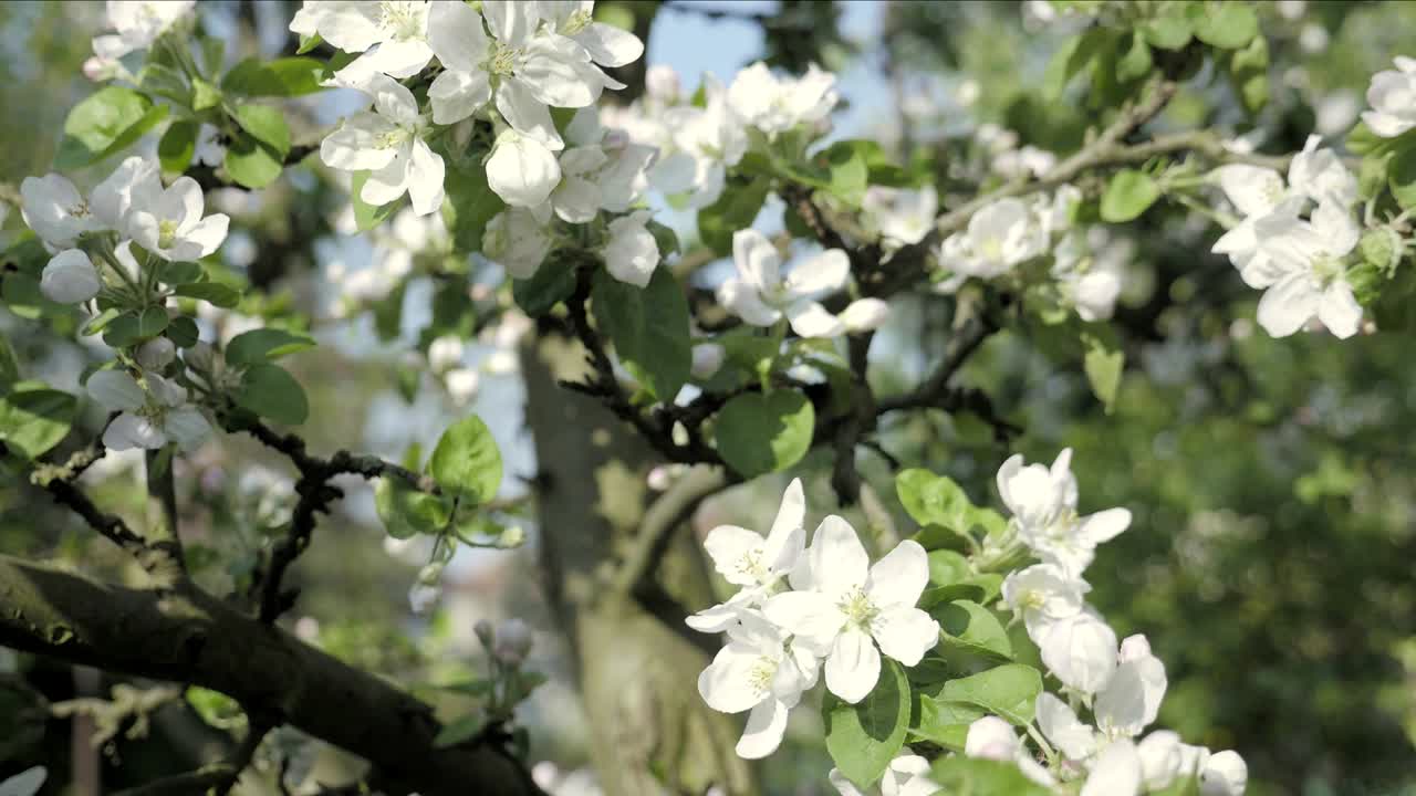 봄 테마의 가을 꽃잎의 세부 사항. 사과 꽃 꽃