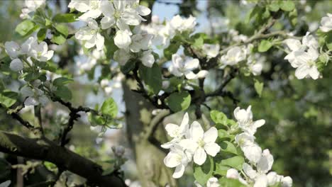 detail of fall petals on spring theme. apple blossom flower