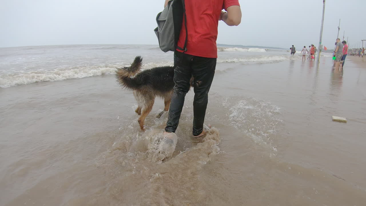 perro pastor alemán camina por la playa siguiendo a su amo | perro leal