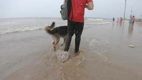 german shepherd dog walks on the beach following his master | loyal dog