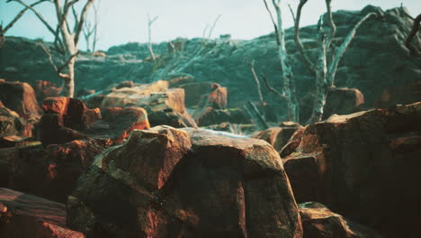 Campo-De-Piedra-De-Lava-Con-árboles-Y-Plantas-Muertas