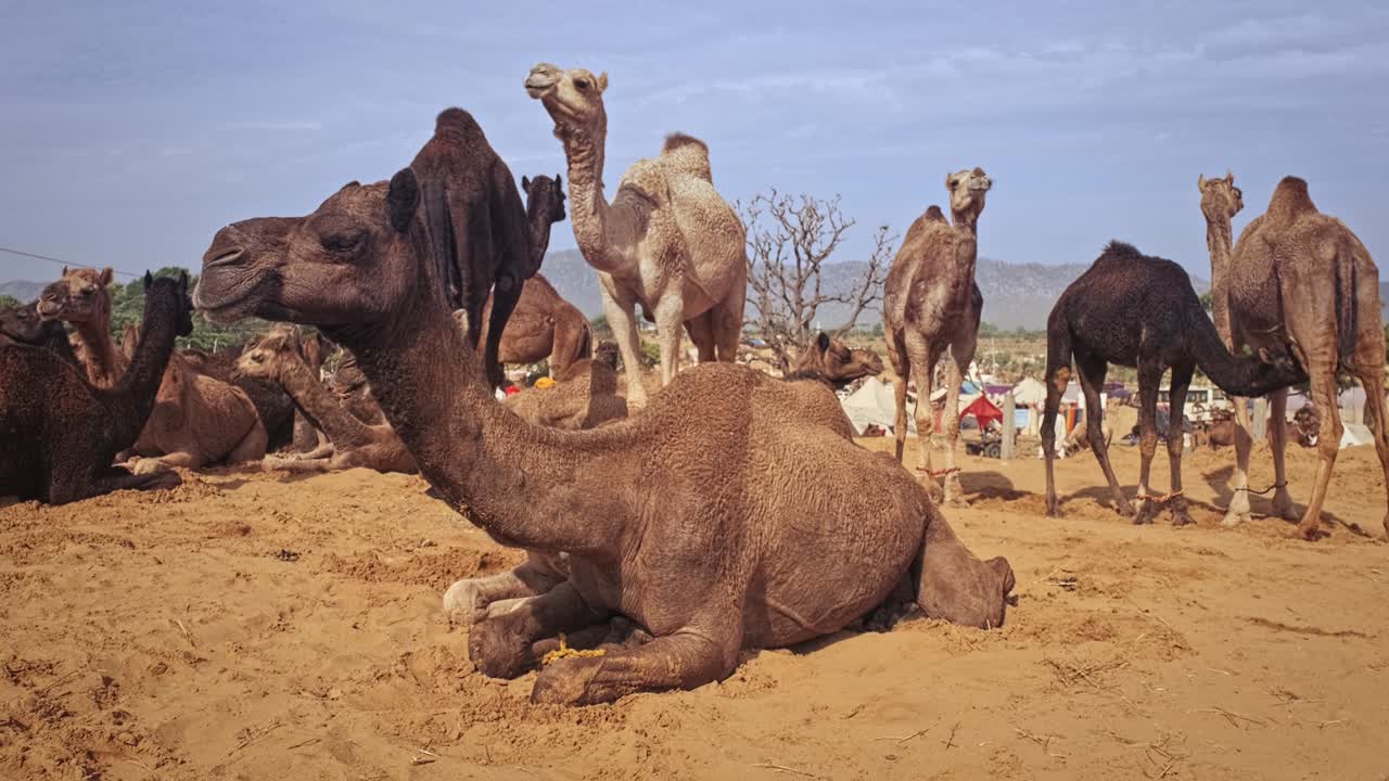 los camellos en pushkar mela el festival de la feria de camellos en el campo comiendo masticando. pushkar, rajasthan, india