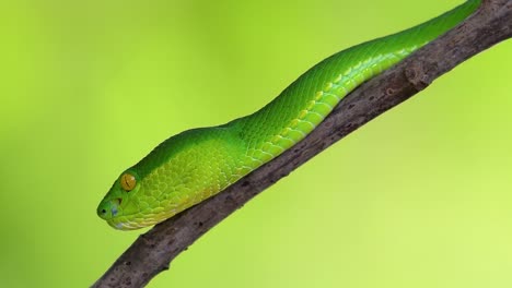 la víbora de labios blancos es una víbora venenosa endémica del sudeste asiático y a menudo se encuentra durante la noche esperando en una rama o rama de un árbol cerca de un cuerpo de agua con muchos alimentos