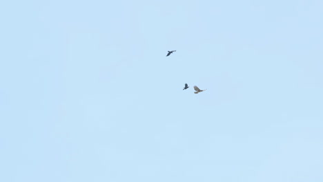 Wide-shot-of-two-crows-trying-to-grab-a-hawk-in-slow-motion