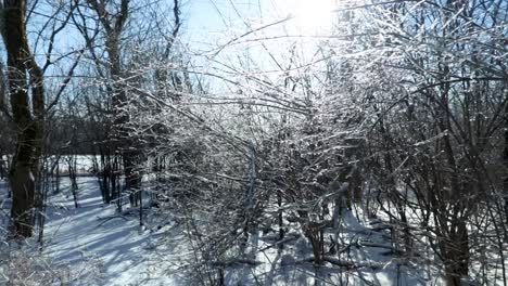 Glänzend-Glitzernde,-Mit-Eis-Bedeckte-Äste,-Die-Das-Sonnenlicht-In-Der-Natur-Reflektieren