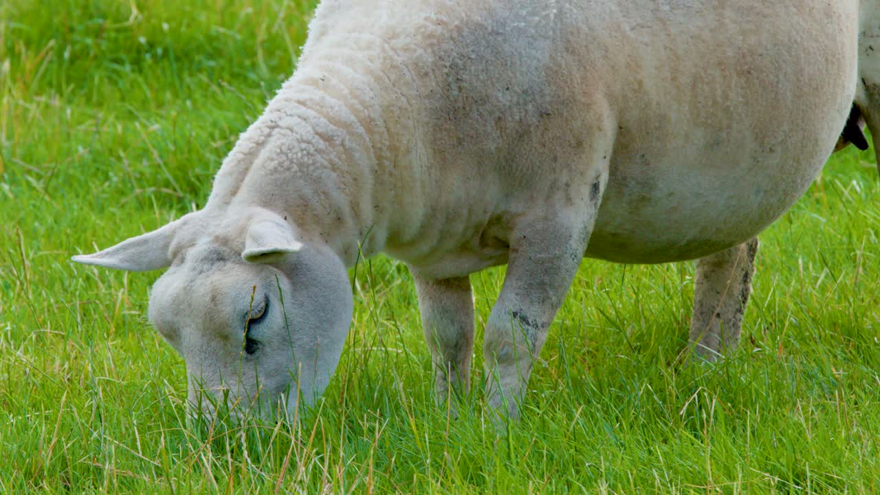A sheep calmly eats grass in a green field, showcasing peaceful rural animal behavior
