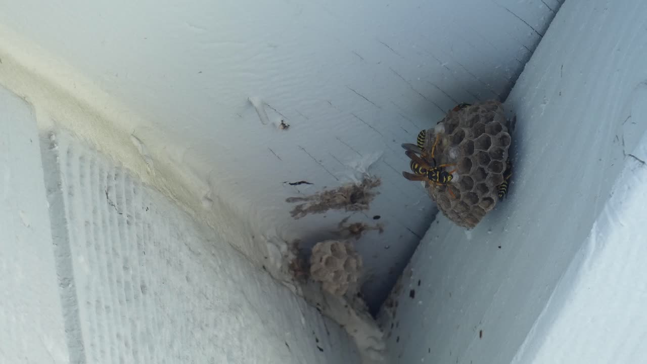 Yellow jackets building a nest on a blue house copy copy space left