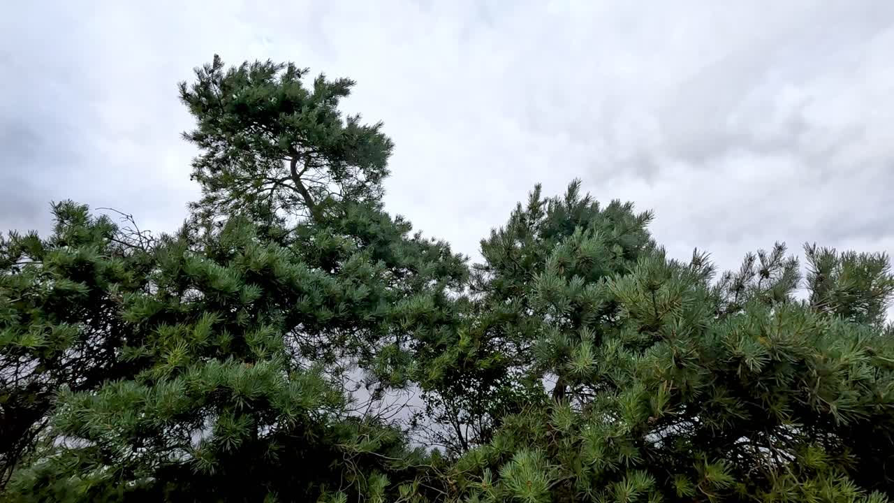 Trees swaying gently in the breeze