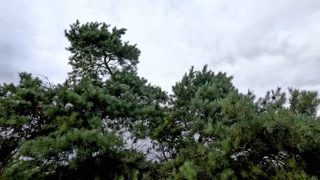 바람에 부드럽게 흔들리는 나무