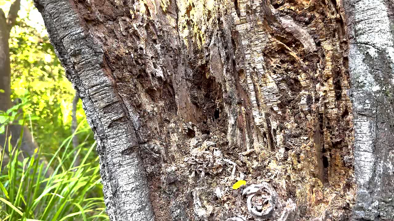 오스트레일리아 에서 열매 가 나무 를 활발 히 잡아먹고 있다